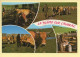 Vaches : Sur Les Monts D'Aubrac / La Traite Au Parc / Multivues (voir Scan Recto/verso) - Cows