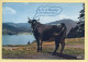 Vaches : Le Lac De Gerardmer C'est Vachement Beau ! / CPSM (voir Scan Recto/verso) - Vaches