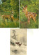 LOT 5 CPA/CPM 1 PHOTO CERFS BICHES ET FAONS / Voir Descriptif - Otros & Sin Clasificación