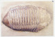 Postal Stationery China 2006 Fossil - Trilobite - Vor- Und Frühgeschichte