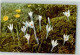 39826606 - Fruehlings Krokus Photochromie Serie 520 Nr.913 - Sonstige & Ohne Zuordnung