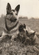 YO 3- CHIEN  BERGER ALLEMAND ET COUPLE DE CHATS - 2 SCANS - Honden