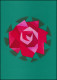 Schweiz 942 Hilfsorganisation: Rose 1971, PTT-Grußkarte Zum Jahreswechsel - Cartoline Maximum