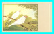A842 / 421 OISEAU Padda Blanc - Oiseaux