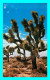 A839 / 609 CALIFORNIA Joshua Tree Forest ( Arbre ) - Autres & Non Classés