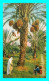 A861 / 615  Palmiers Dattiers La Cueillette - Scènes & Types