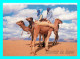 A857 / 541 Maroc Dromadaire - Sonstige & Ohne Zuordnung