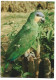 PAPAGAIO VERDE / GREEN PARROT / GRUNER PAPAGEI.- COLEÇAO DIDATICA.-  ( BRASIL ) - Pájaros