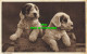 R564836 Just Arrived. Puppies. Dogs. Photochrom - World