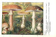 Delcampe - CHAMPIGNONS - SERIE DE 28  PLANCHES DESSINEES  NUMEROTEES - PUBLICITES LABORATOIRE PHARMACEUTIQUE AU VERSO - Other & Unclassified