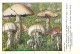 Delcampe - CHAMPIGNONS - SERIE DE 28  PLANCHES DESSINEES  NUMEROTEES - PUBLICITES LABORATOIRE PHARMACEUTIQUE AU VERSO - Autres & Non Classés