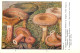 Delcampe - CHAMPIGNONS - SERIE DE 28  PLANCHES DESSINEES  NUMEROTEES - PUBLICITES LABORATOIRE PHARMACEUTIQUE AU VERSO - Other & Unclassified