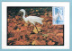 Carte Maximum 1975 - Aigrette Garzette - YT 1820 - 01 Villards Les Dombes - 1970-1979