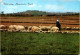 1-5-2024 (3 Z 33) Israel - Sheep Farming In Bethlehem - Allevamenti