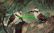 R566837 South Australian Museum. Birds 4. Laughing Kookaburra. Dacelo Gigas. Mou - Mondo