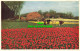 R567973 Topping Tulips. Netherlands. Boom Ruygrok N. V. Haarlem. Holland - Mondo
