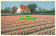 R567974 Hyacinths Fields. Netherlands. Boom Ruygrok N. V. Haarlem. Holland - Mondo