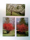 Natur, Blühende Bäume, Frühjahr, 3 Foto AK, Ungelaufen, Ca. 1925, Konvolut - Sin Clasificación