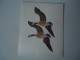 SCOTLAND  POSTCARDS  LETTER  BIRD BIRDS DUCKS    WAVERLEY NOTEKET  MORE  PURHASES 10% DISCOUNT - Autres & Non Classés