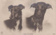 Greyhounds Cagnolini - Honden