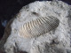 Delcampe - Pierre Fossilisée - Empreinte Ancienne - Fósiles