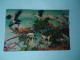 UNITED STATES BIRDS IBIS WOOD FLORIDA   POSTCARDS     MORE  PURHASES 10% OFF - Birds