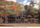 ILE MAURICE MAURITIUS  Jardin Botanique De Pamplemousses   N° 81 \MK3005 - Maurice