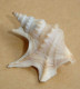 Aporrhais Pespelicani Méditerranée, 36,3mm F+++ N1 - Seashells & Snail-shells