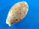 Cypraea Lynx  Philippines (Olango) 24,8mm GEM N8 - Conchiglie