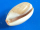 Cypraea Isabella  Philippines (Olango) 25,6mm GEM N6 - Seashells & Snail-shells