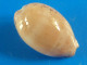 Cypraea Cinerea Trouvé Vivant Martinique (Le Prêcheur) 20,9mm GEM N39 - Seashells & Snail-shells