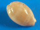 Cypraea Cinerea Trouvé Vivant Martinique (Le Prêcheur) 20,9mm GEM N39 - Conchas Y Caracoles