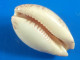 Cypraea Cinerea Trouvé Vivant Martinique (Le Prêcheur) 20,9mm GEM N39 - Seashells & Snail-shells