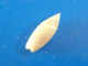 Olivella Volutella Panama 16,8mm GEM N2 - Schelpen