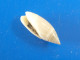 Olivella Volutella Panama 16,8mm GEM N2 - Seashells & Snail-shells