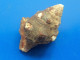 Leucozonia Nassa Martinique 27,1mm WO  N7 - Seashells & Snail-shells