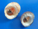 Nerita Peloronta Guadeloupe (x2)  F+++/GEM Avec OPERCULES N21 - Seashells & Snail-shells