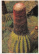 97 GUADELOUPE Cactus Tête à L'anglais  Monteran Saint Claude Parc National  N° 32  \MK3027 - Basse Terre