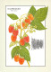 RASPBERRIES Rubus Idaeus Fruit Framboises  N° 82 \MK3029 - Recetas De Cocina