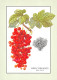 RED CURRANTS Ribes Silvestre  Groseilles Rouges  N° 83 \MK3029 - Recettes (cuisine)