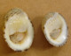 Nerita Albicilla (lot De 2) F+++ AVEC OPERCULES Indonésie (Lombok) Del 8 - Seashells & Snail-shells