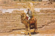  Israël ISRAEL  JERICHO  Camel Chamelier Chameau N°63 \ MK3030  יְרִיחוֹ - Israele