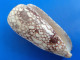Conus Omaria Philippines (Olango) 69mm F+++ N5 - Seashells & Snail-shells