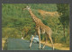 WILDLIFE Of EAST AFRICA - GIRAFFE CROSSING HIGHWAY - KENYA - - Kenya