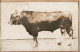 10836 / Carte-Photo 1920s ROUEN Photographe Animalier André CHAMBRY Rue JOUVENET - TAUREAU De Concours Agricole Cpagr - Rouen