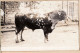 10837 / Carte-Photo 1920s ROUEN Photographe Animalier CHAMBRY Rue JOUVENET- TAUREAU Concours Agricole Cpagr - Rouen
