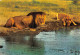 TANZANIA Tanzanie  UCANDA KENYA Lion And Lioness At Water Hole  35 (scan Recto Verso)ME2646BIS - Tansania
