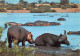 TANZANIA Tanzanie  UCANDA KENYA HIPPOPOTAMUS Hippopotame  BUFFLE BUFFALO At Hippo Pool  38 (scan Recto Verso)ME2646BIS - Tansania