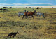 KENYA  Eland Zebra Jackal In N' GORON GORO CRATER  39 (scan Recto Verso)ME2646BIS - Kenya