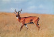 ANTILOPE  Antelope Afrique  43 (scan Recto Verso)ME2646BIS - Kenya
